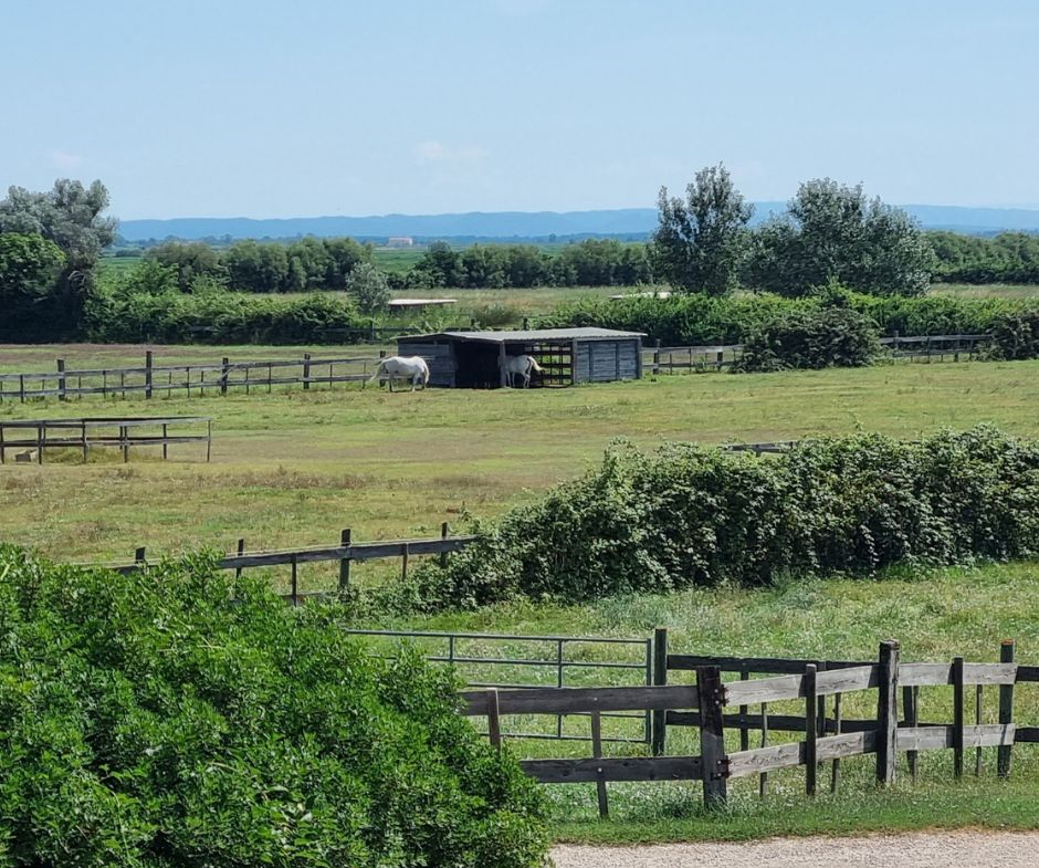 propriété équestre haut de gamme camargue