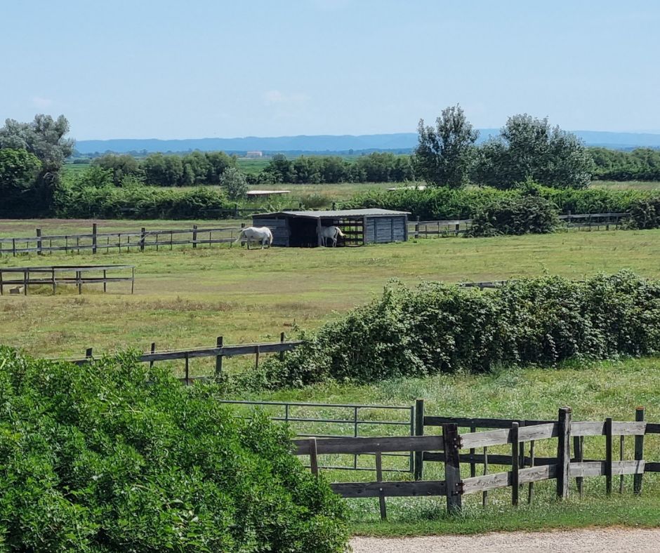 propriété équestre haut de gamme camargue